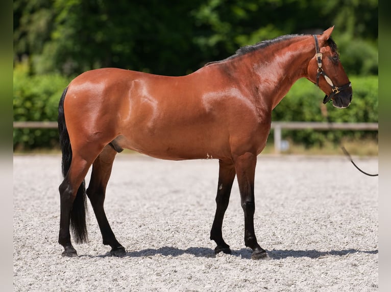 PRE Croisé Hongre 11 Ans 160 cm Bai in Neustadt (Wied)