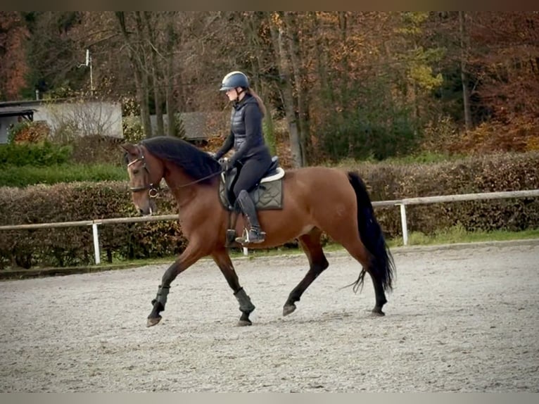 PRE Croisé Hongre 11 Ans 160 cm Bai in Neustadt (Wied)