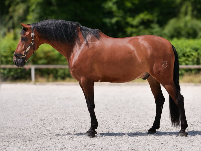 PRE Croisé Hongre 11 Ans 160 cm Bai in Neustadt (Wied)