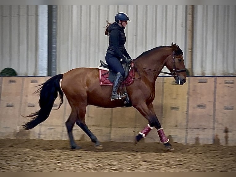 PRE Hongre 11 Ans 160 cm Bai in Neustadt (Wied)