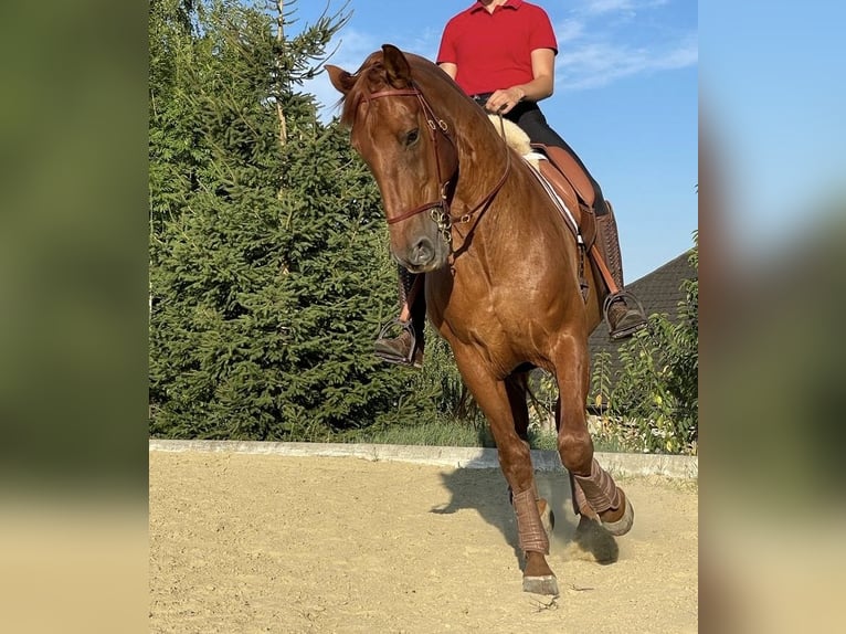 PRE Hongre 11 Ans 162 cm Alezan in Pöttendorf