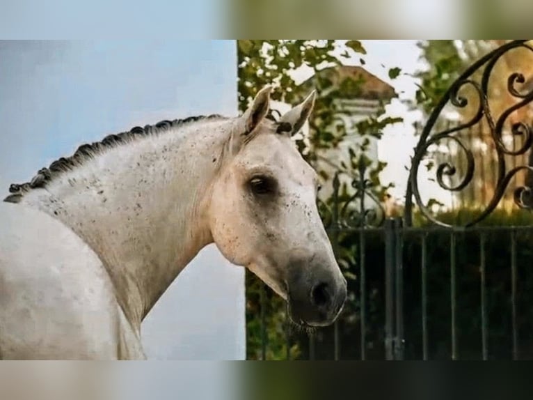 PRE Hongre 11 Ans 163 cm Gris in Sevilla