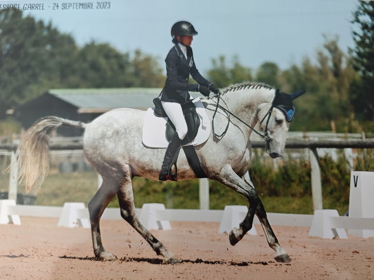 PRE Hongre 11 Ans 163 cm Gris in Villefranche de Lauragais