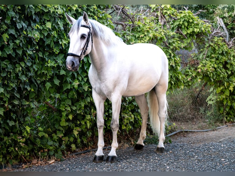 PRE Hongre 11 Ans 164 cm Gris in Bollullos De La Mitacion