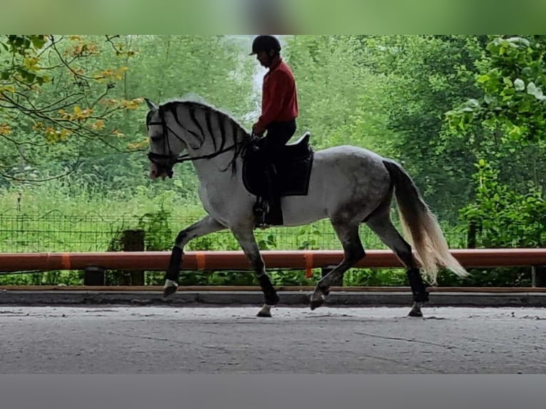 PRE Croisé Hongre 11 Ans 164 cm Gris in Rebecq