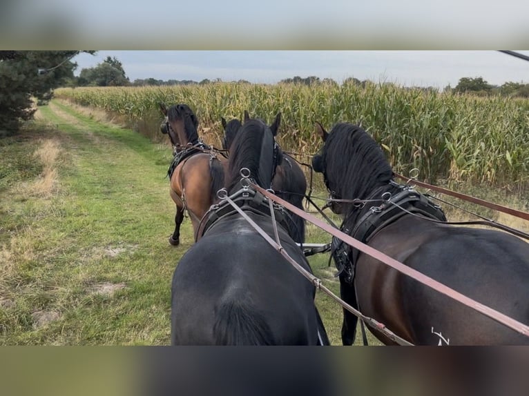 PRE Croisé Hongre 11 Ans 165 cm Bai in Hille