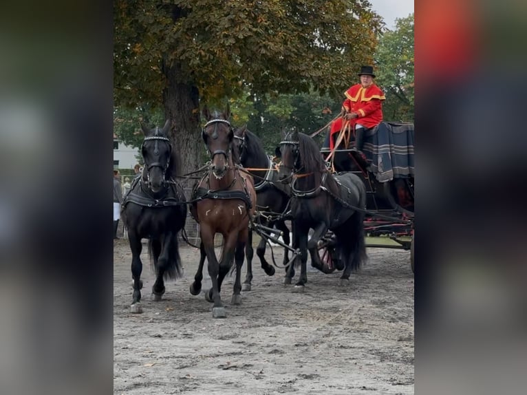 PRE Croisé Hongre 11 Ans 165 cm Bai in Hille