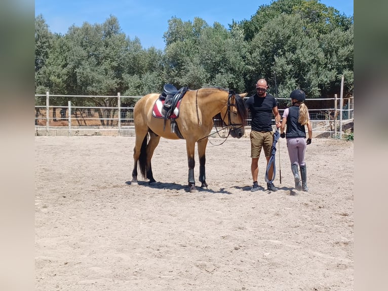 PRE Croisé Hongre 11 Ans 165 cm Buckskin in Palma De Mallorca