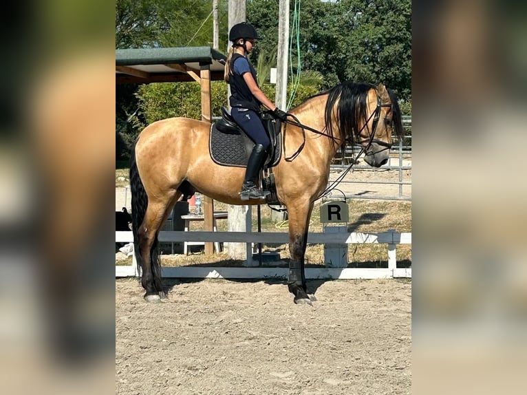 PRE Croisé Hongre 11 Ans 165 cm Buckskin in Palma De Mallorca