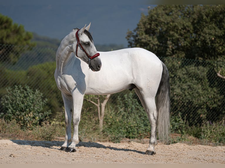 PRE Croisé Hongre 11 Ans 166 cm Gris in Palafolls