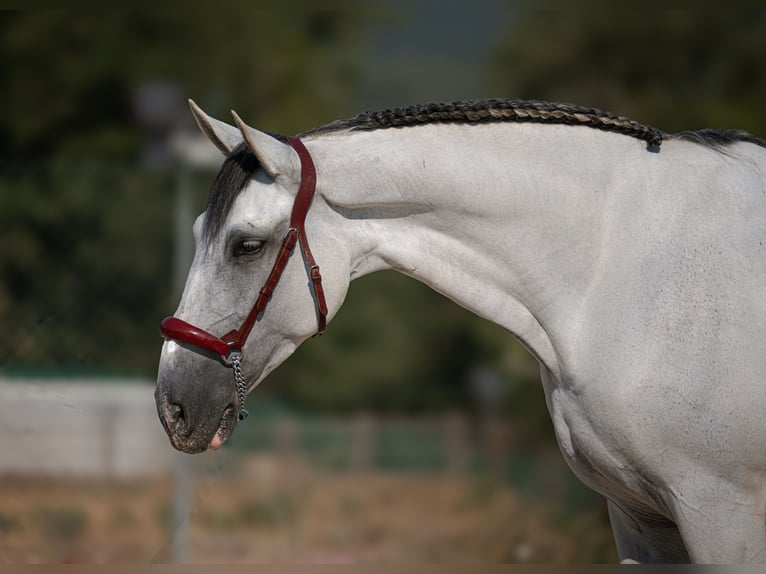 PRE Croisé Hongre 11 Ans 166 cm Gris in Palafolls