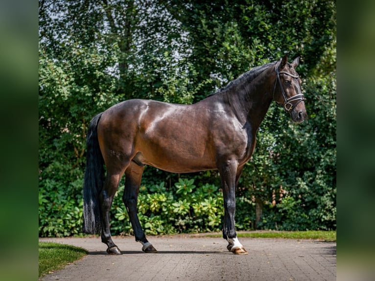 PRE Croisé Hongre 11 Ans 168 cm Bai brun in Sottrum