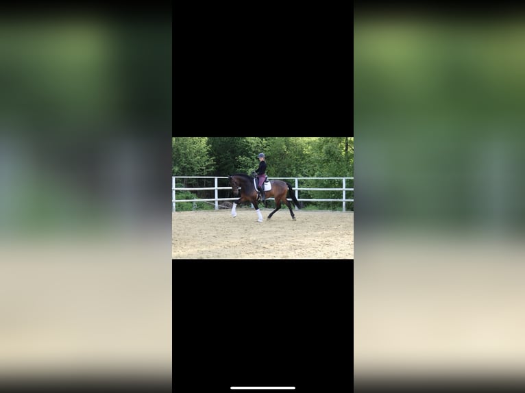 PRE Croisé Hongre 11 Ans 168 cm Bai in Sundern