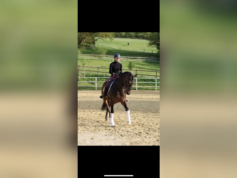 PRE Croisé Hongre 11 Ans 168 cm Bai in Sundern