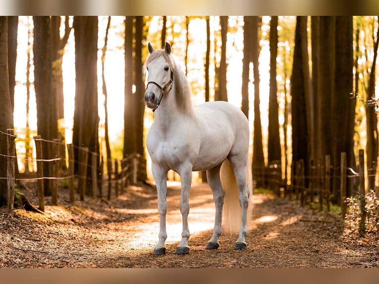 PRE Croisé Hongre 11 Ans 168 cm Gris in Oudenaarde