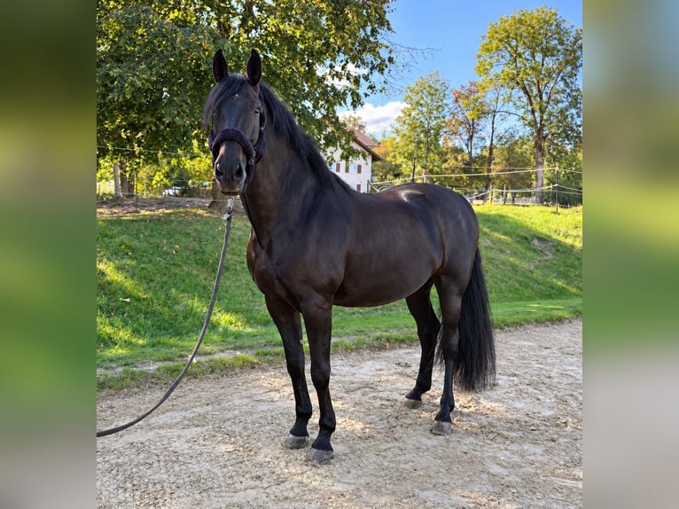PRE Croisé Hongre 11 Ans 170 cm Bai brun in Kempten