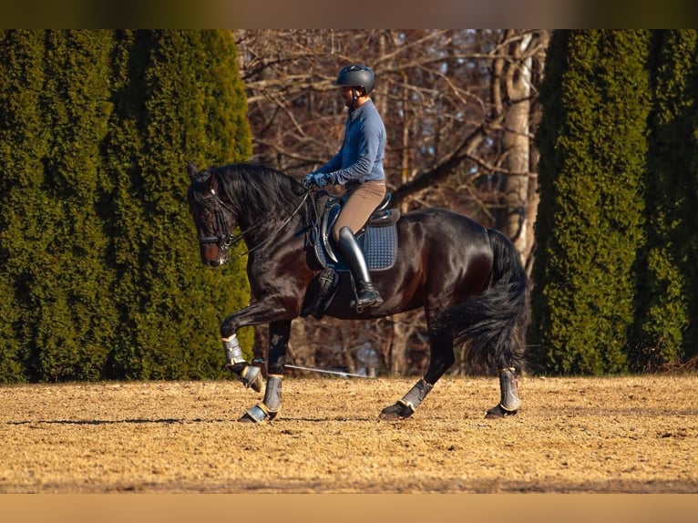 PRE Croisé Hongre 11 Ans 170 cm Bai brun in Kempten