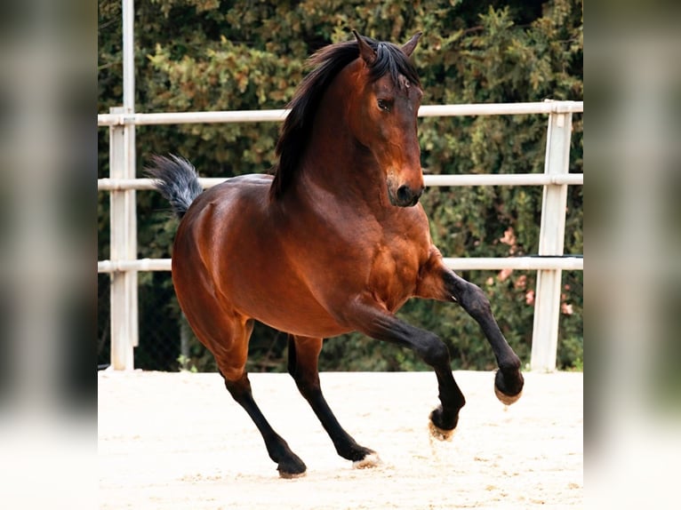 PRE Croisé Hongre 11 Ans 170 cm Bai in Bad Sachsa