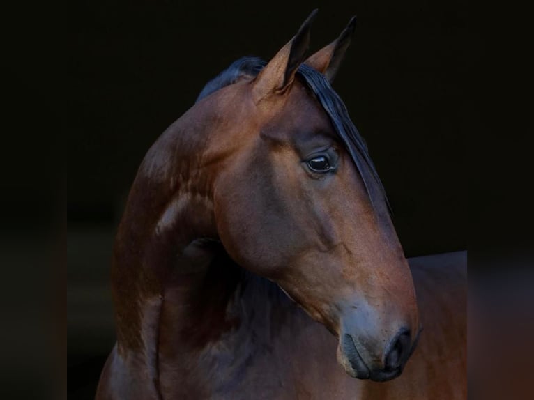 PRE Hongre 11 Ans 170 cm Bai in Herzberg am Harz