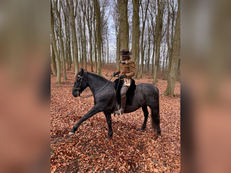 PRE Croisé Hongre 11 Ans 171 cm Noir in Modautal