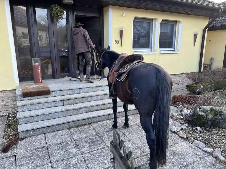 PRE Croisé Hongre 11 Ans 171 cm Noir in Modautal