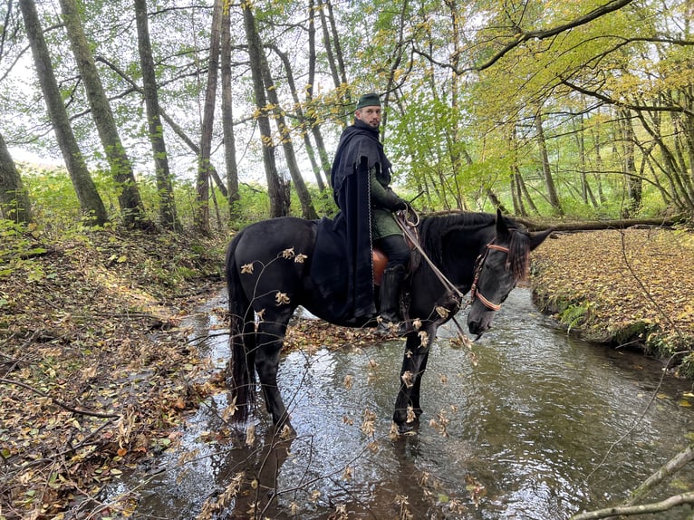 PRE Croisé Hongre 11 Ans 171 cm Noir in Modautal