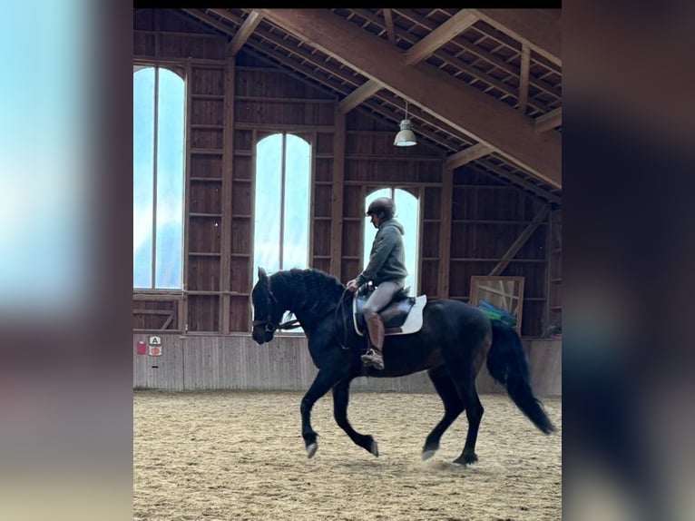 PRE Croisé Hongre 12 Ans 155 cm Bai in Nussdorf