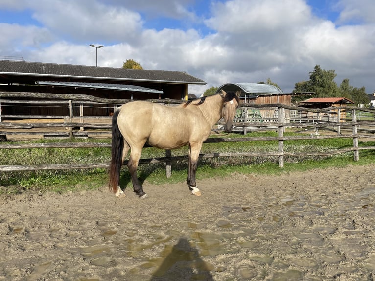 PRE Hongre 12 Ans 155 cm Isabelle in Buchs ZH