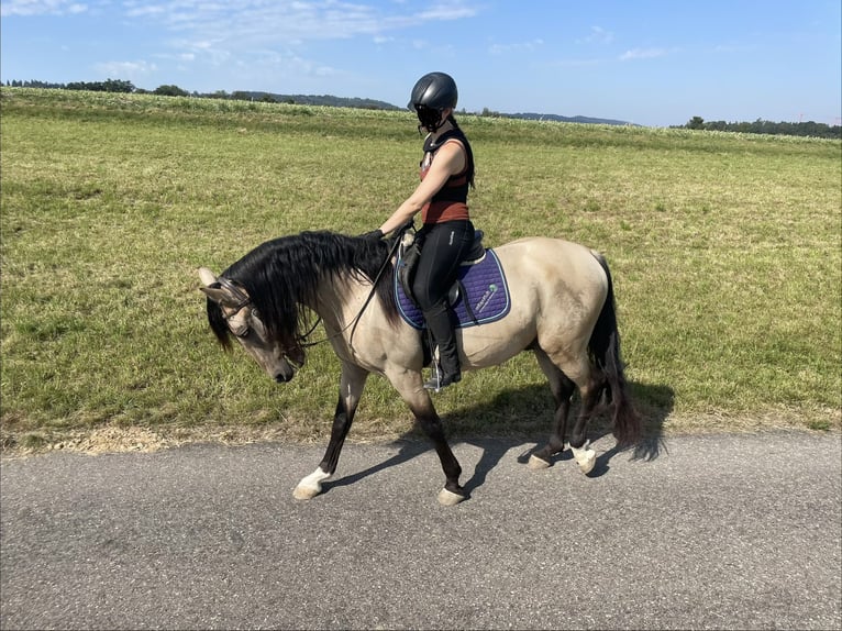 PRE Hongre 12 Ans 155 cm Isabelle in Buchs ZH