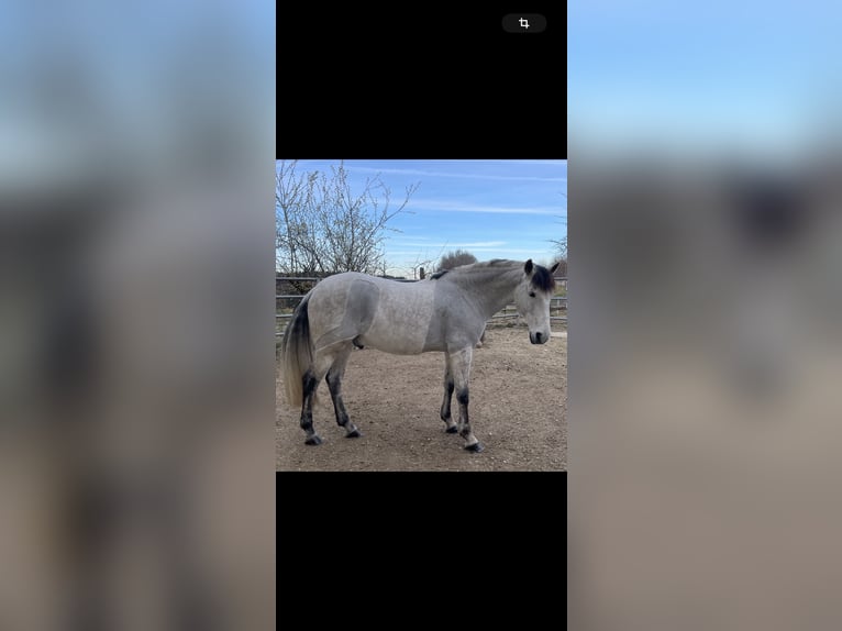 PRE Croisé Hongre 12 Ans 158 cm Gris in Wolnzach