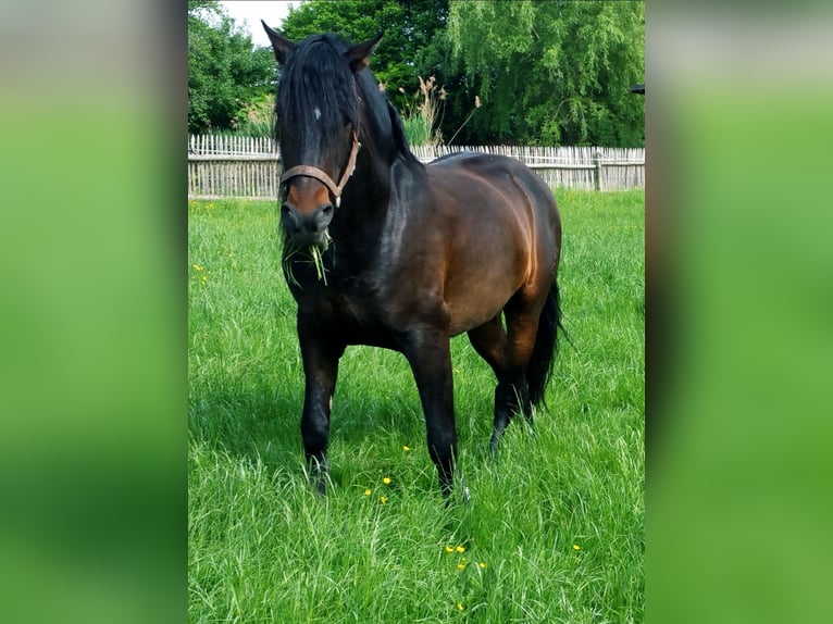 PRE Croisé Hongre 12 Ans 160 cm Bai brun in M&#xFC;nchen