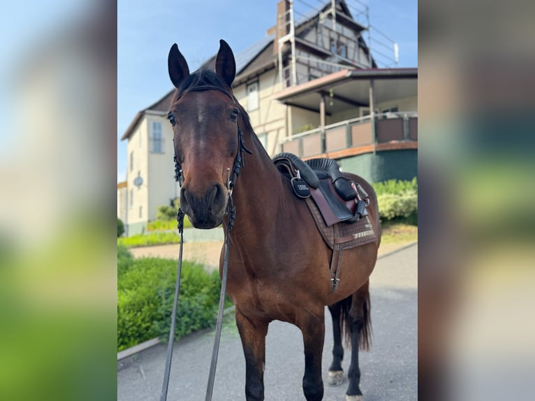 PRE Croisé Hongre 12 Ans 160 cm Bai in Sommerkahl