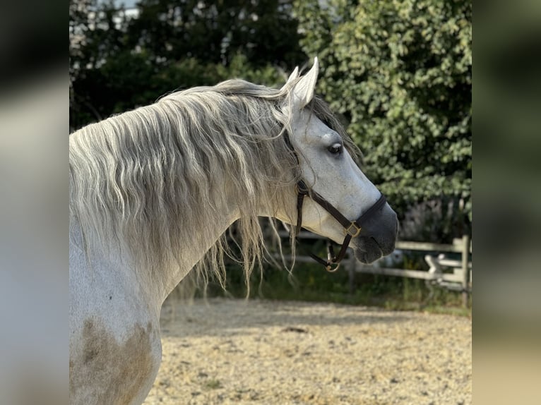 PRE Hongre 12 Ans 160 cm Gris in Neuwied