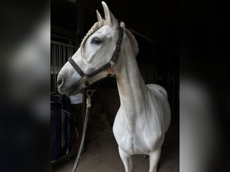 PRE Hongre 12 Ans 160 cm Gris in Breitenhain