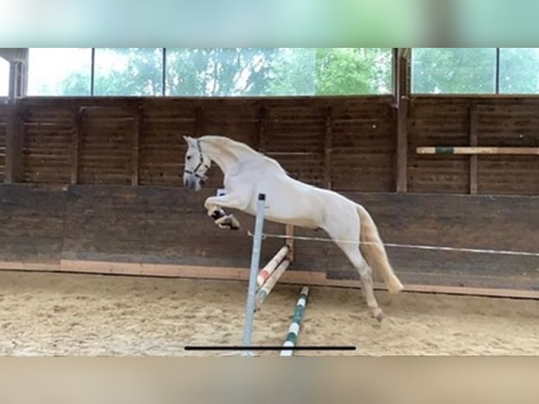 PRE Hongre 12 Ans 160 cm Gris in Breitenhain