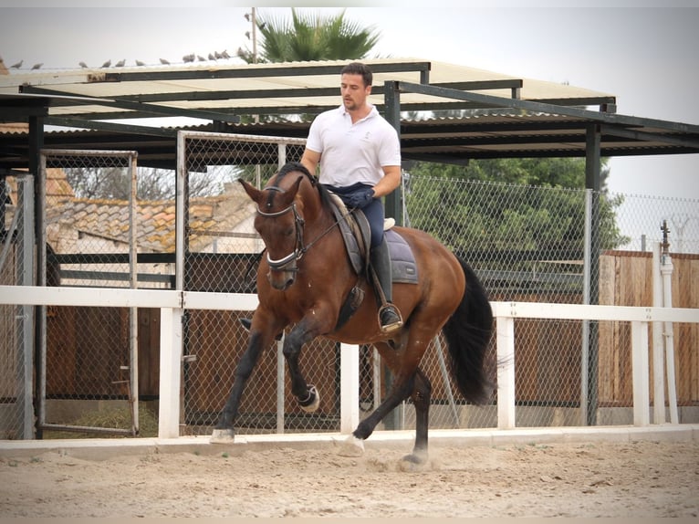 PRE Croisé Hongre 12 Ans 161 cm Bai in Valencia