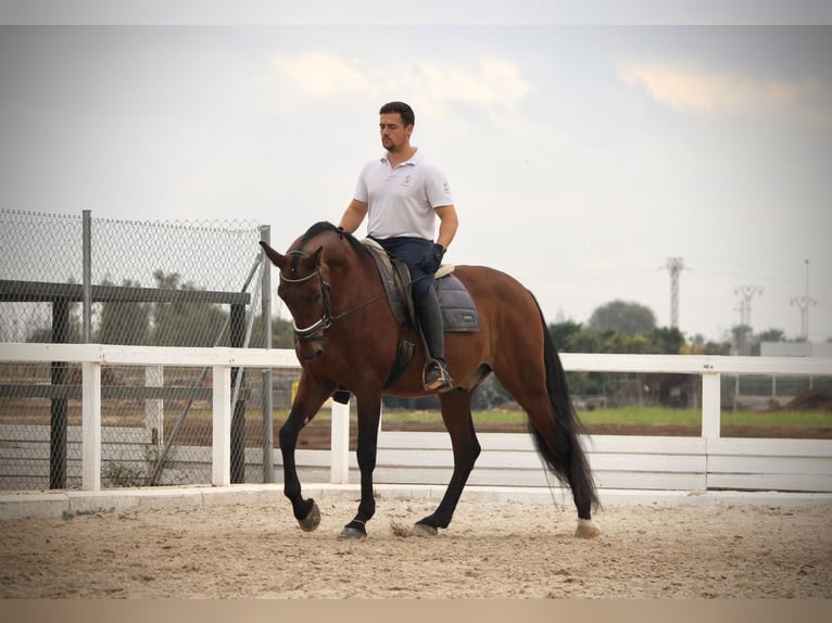 PRE Croisé Hongre 12 Ans 161 cm Bai in Valencia