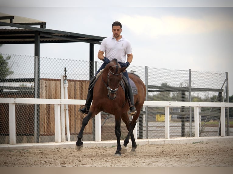 PRE Croisé Hongre 12 Ans 161 cm Bai in Valencia