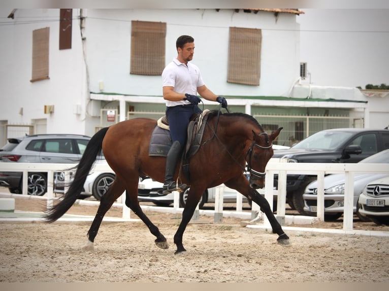 PRE Croisé Hongre 12 Ans 161 cm Bai in Valencia