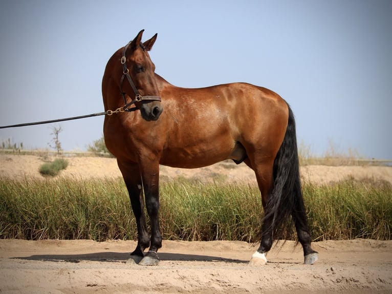 PRE Croisé Hongre 12 Ans 161 cm Bai in Valencia