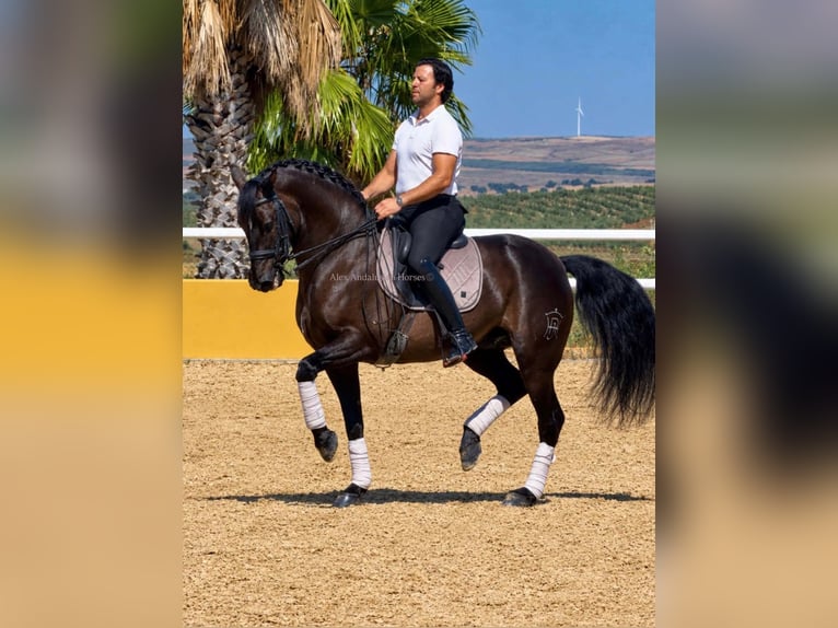 PRE Croisé Hongre 12 Ans 161 cm Noir in Sevilla
