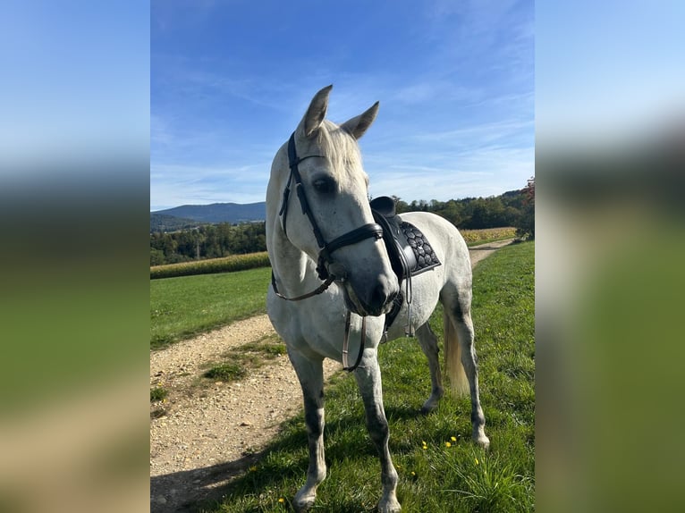 PRE Hongre 12 Ans 165 cm Gris in Jandelsbrunn
