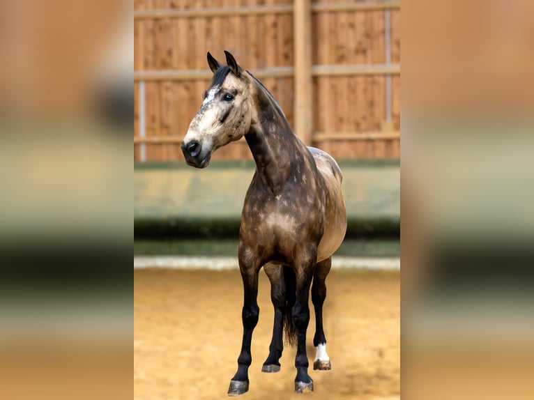 PRE Hongre 12 Ans 166 cm Bai in Wilnsdorf