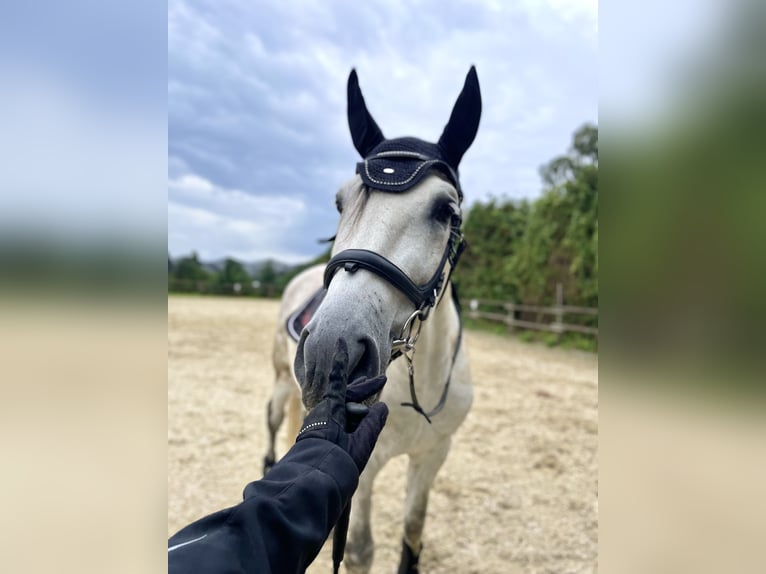 PRE Croisé Hongre 12 Ans 167 cm Gris in Neuwied