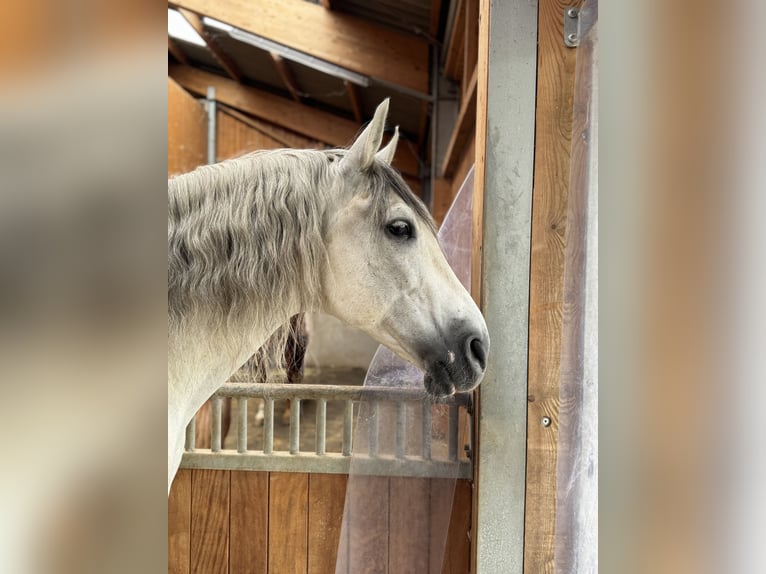 PRE Croisé Hongre 12 Ans 167 cm Gris in Neuwied