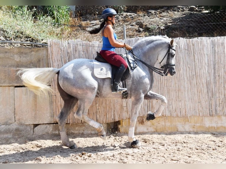 PRE Hongre 12 Ans 168 cm Gris in Provinz Malaga