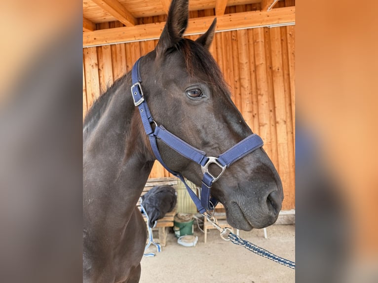 PRE Hongre 13 Ans 156 cm Noir in Oberperfuss