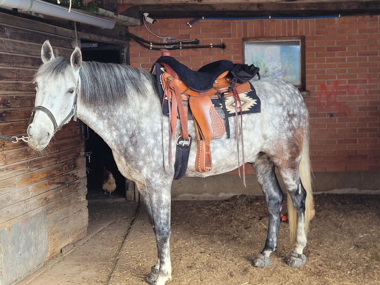 PRE Hongre 13 Ans 157 cm Gris pommelé in Gümmenen