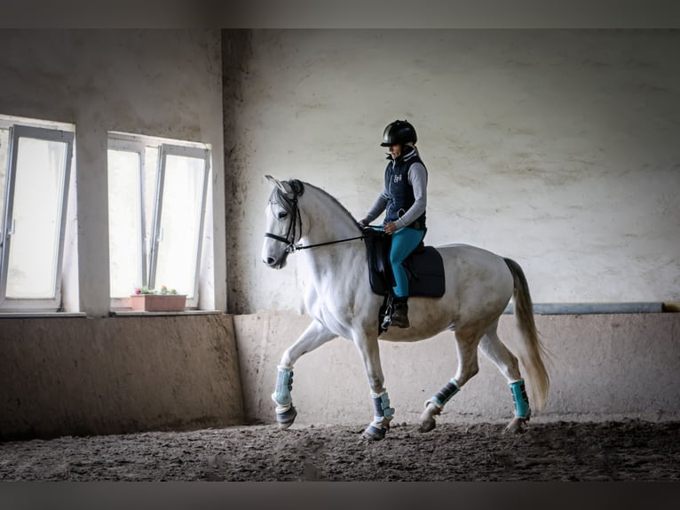 PRE Hongre 13 Ans 160 cm Gris in AlzeyEnsheim