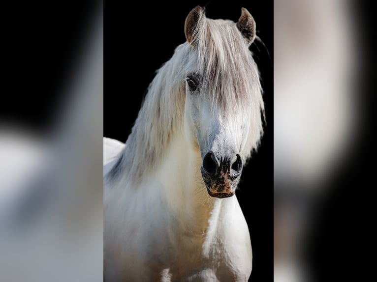 PRE Croisé Hongre 13 Ans 160 cm Gris in Stipsdorf